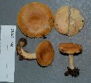 Lactarius chrysorrheus image